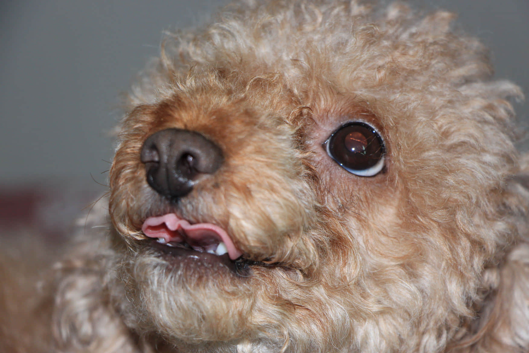 可愛的Codi小狗 /image/blog/1bxig.jpg