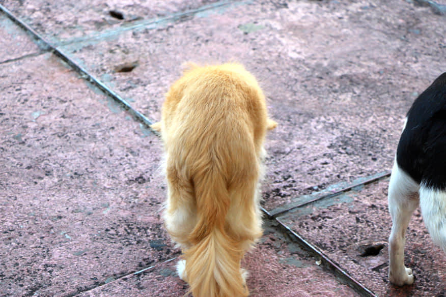 屁股對著我的小狗 /image/blog/akk2c.jpg