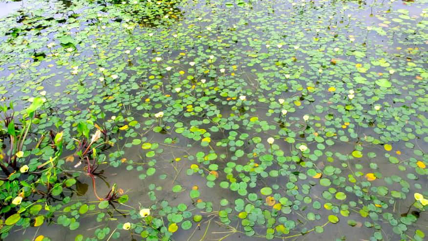 天水圍濕地公園 /image/blog/fhhfy.jpg