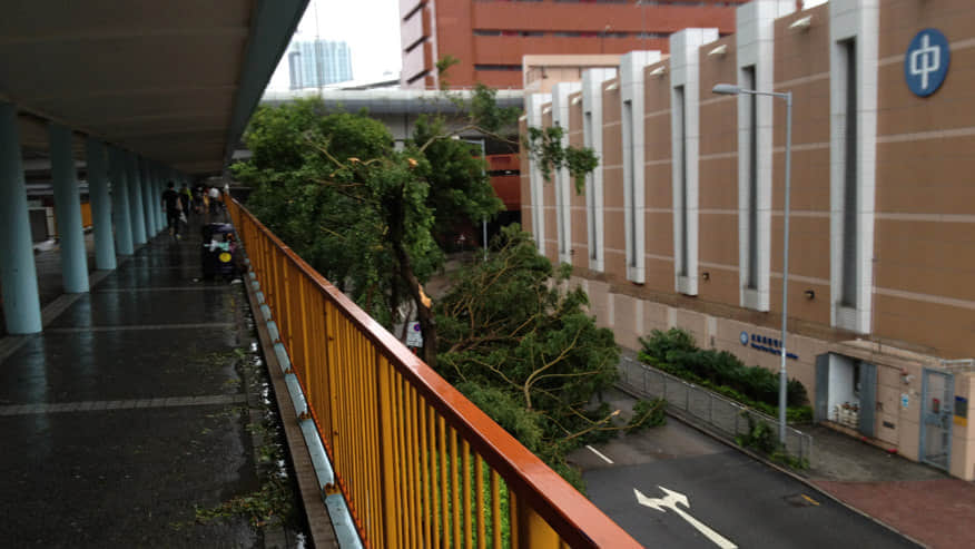 颶風過後一片狼藉 /image/blog/fiuzi.jpg