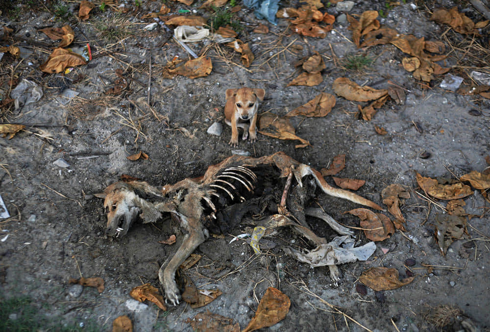 不願離開媽媽的小狗 Minzayar/Reuters /image/blog/fkrho.jpg