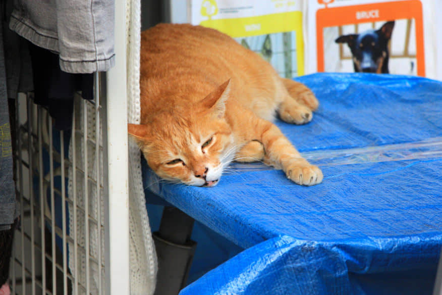 大懶貓 /image/blog/m5yc2.jpg