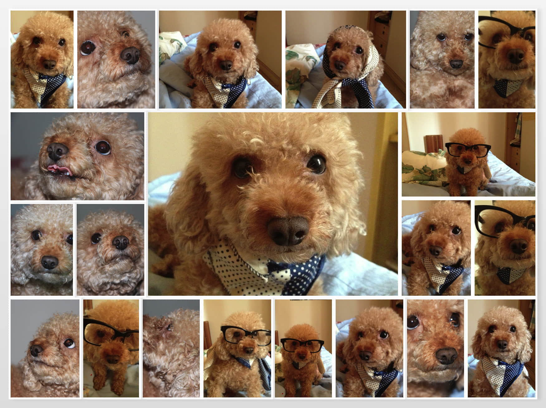 可愛的Codi小狗 /image/blog/mzjcr.jpg