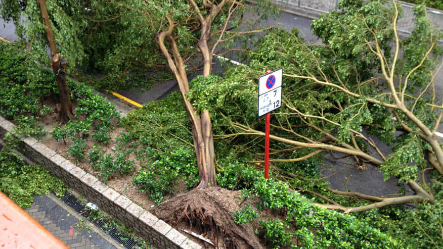 颶風過後一片狼藉 /image/blog/ouzrq.jpg