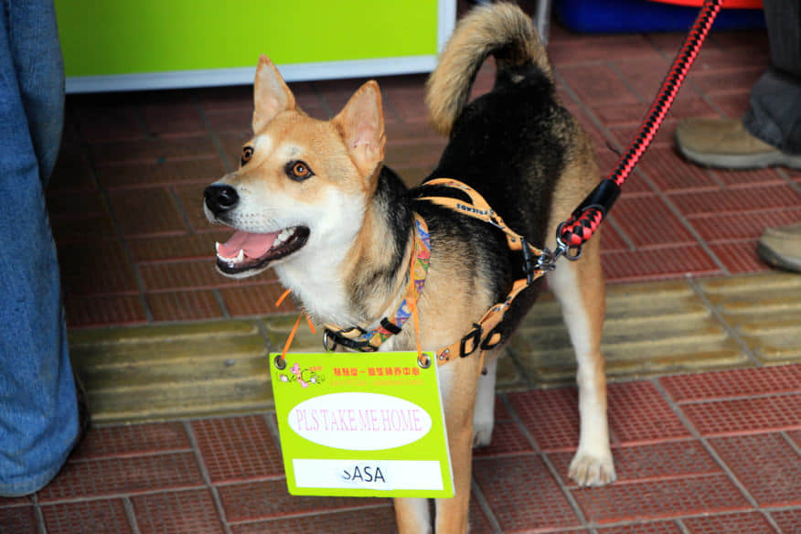 一些很可愛的狗狗們期待著好心人的領養 /image/blog/tim9v.jpg