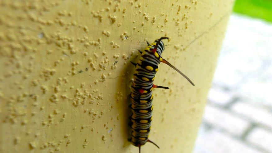 讓人望而生厭的毛蟲 /image/blog/u55wn.jpg