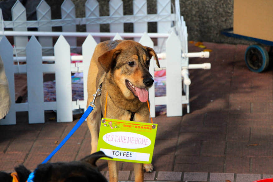 一些很可愛的狗狗們期待著好心人的領養 /image/blog/vr8vc.jpg