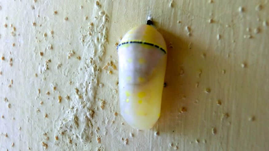 奇怪的蟲繭 /image/blog/yhoer.jpg